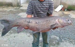 青鱼视频国产在线